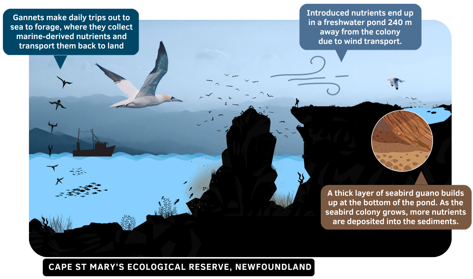 Seabird nutrient transfer from Bird Rock, in Cape St. Mary's Ecological Reserve (Newfoundland) to a pond 240 m away from the seabird colony. Seen in the illustration are northern gannets (Morus bassanus) and black-legged kittiwakes (Rissa tridactyla), which both nest within the Reserve on an annual basis
