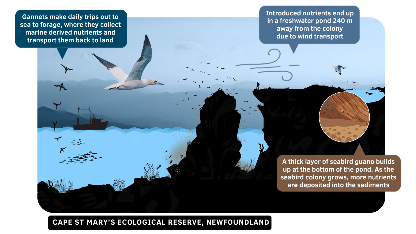 [Bosch et al. 2024]: Seabird nutrient transfer from Bird Rock, in Cape St. Mary’s Ecological Reserve (Newfoundland) to a pond nearby the seabird colony. Seen in the illustration are northern gannets (Morus bassanus) and black-legged kittiwakes (Rissa tridactyla), which both nest within the Reserve on an annual basis.