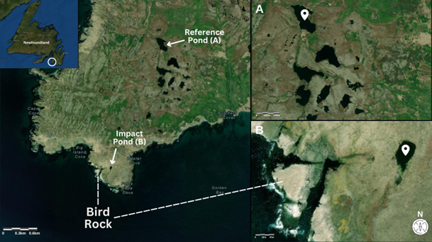 [Bosch et al. 2024]: Map of sampling locations relative to Bird Rock